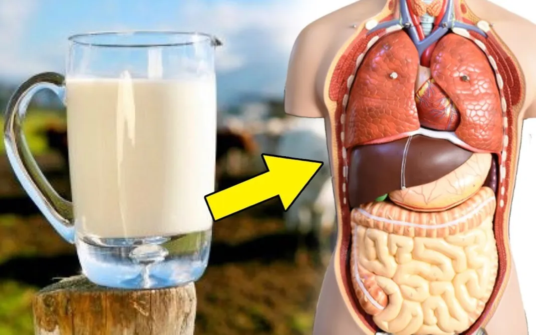 Cup of milk next to model of human organs