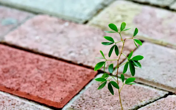 Adversity vs Trauma