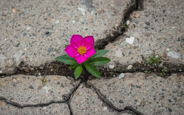 Ugliness is Not More Real Than Beauty